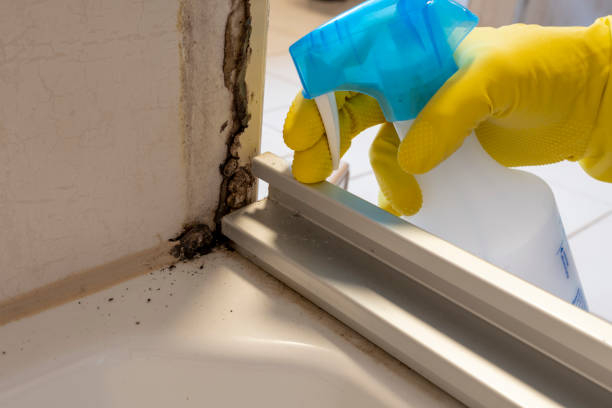 Best Industrial Mold Remediation in Hanover, IN
