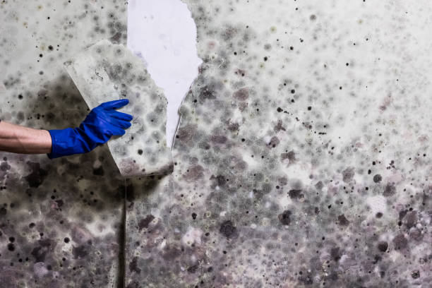 Best Kitchen Mold Remediation in Hanover, IN